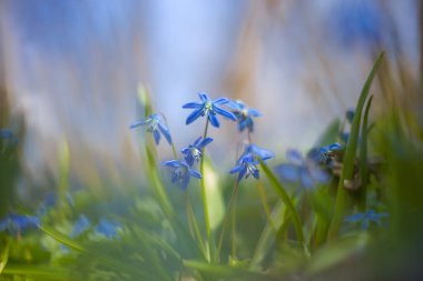 Ormanda mavi kardamlası çiçekleri, güzel bahar doğal arka plan.
