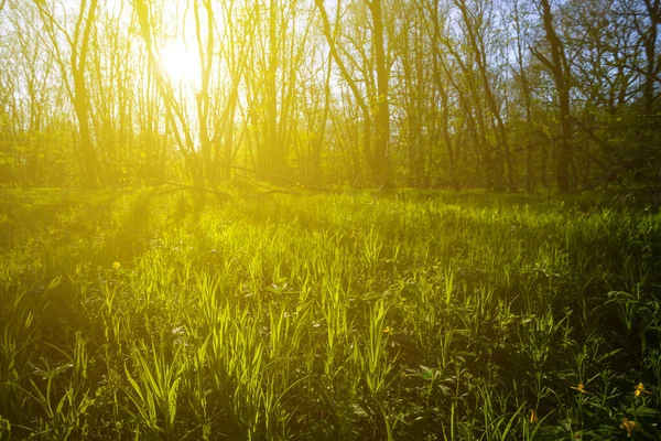 Зелений Ліс Галявина Світлі Вечірнього Сонця Природний Відкритий Весняний Фон — стокове фото