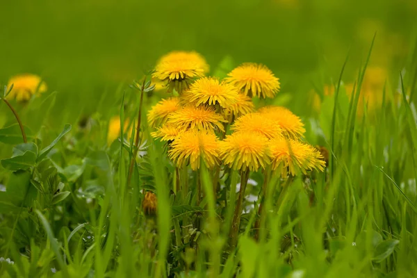 Closeup Heap Yellow Dandelion Green Grass — Stock Photo, Image