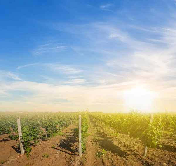 Vinha Pôr Sol Cenário Agrícola Rural — Fotografia de Stock