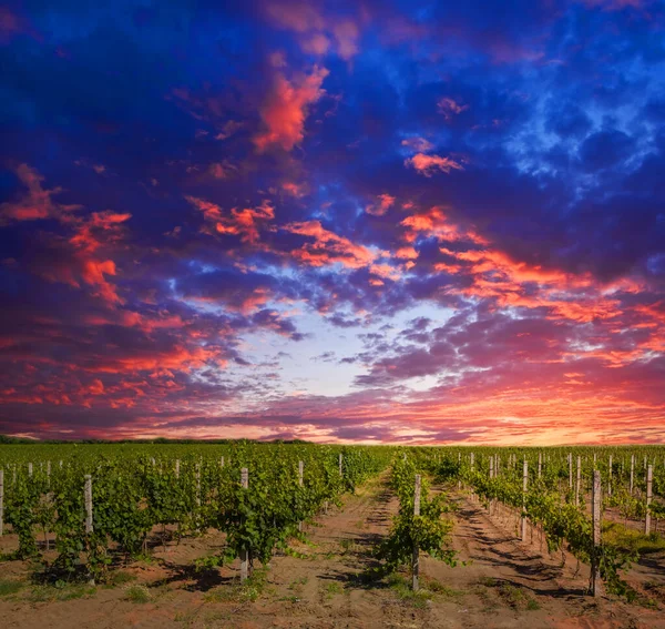 Vinha Pôr Sol Cenário Agrícola Rural — Fotografia de Stock