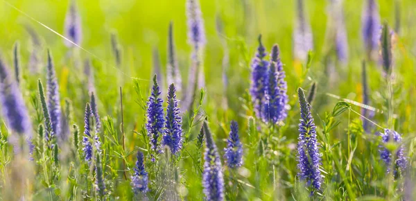 草の中の紫色の野の花夏の草原の背景 — ストック写真