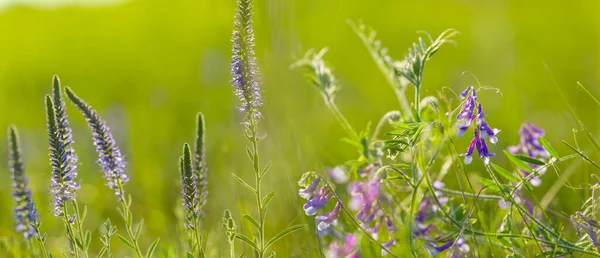 草の中の紫色の野の花夏の草原の背景 — ストック写真