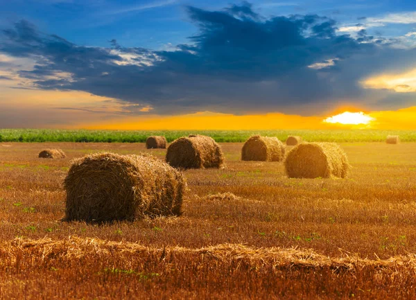Літнє Пшеничне Поле Після Збору Врожаю Заході Сонця Сільське Господарство — стокове фото