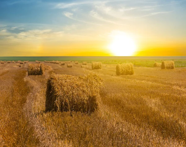 Summer Wheat Field Harvest Sunset Countryside Agricultural Background — Stock Photo, Image