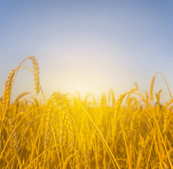 Крупный План Летнего Пшеничного Поля Закате Сельское Хозяйство — стоковое фото