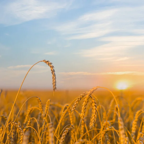 夕阳西下的夏小麦田 农村农业背景 — 图库照片