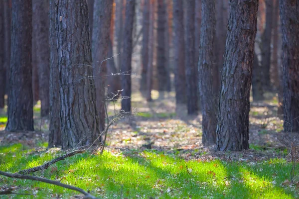 Grön Skog Glänta Den Ljusa Våren Dag Utomhus Naturlig Bakgrund — Stockfoto