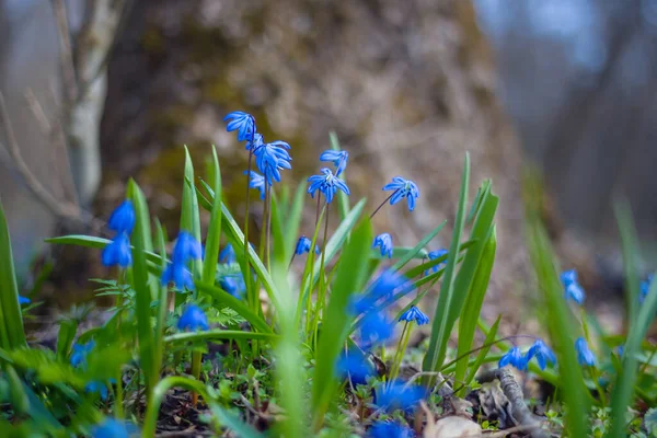 Close Blauwe Sneeuwklokje Bloemen Bos Glade Mooie Lente Natuurlijke Achtergrond — Stockfoto