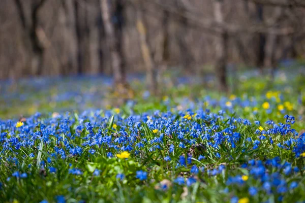 Closeup Blue Snowdrop Flowers Forest Glade Beautiful Spring Natural Background — Stock Photo, Image