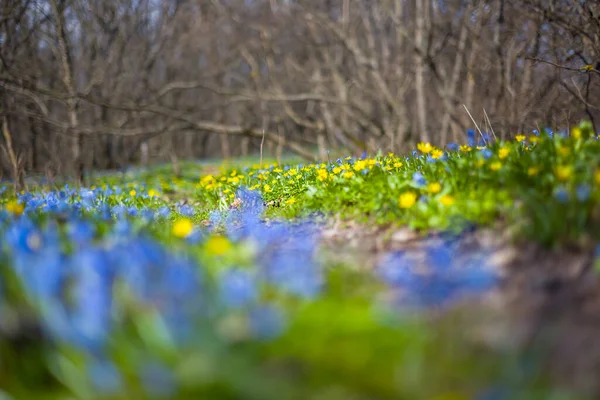 Close Blauwe Sneeuwklokje Bloemen Bos Glade Mooie Lente Natuurlijke Achtergrond — Stockfoto