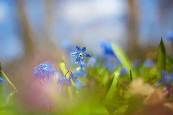 Closeup Blue Snowdrop Flowers Forest Glade Beautiful Spring Natural Background — Stock Photo, Image