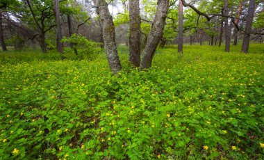 wet spring forest glade with flowers, outdoor natural background