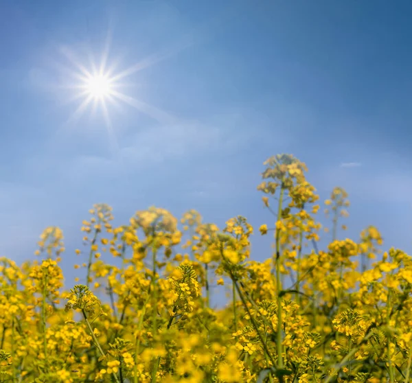 Close Geel Verkrachtingsveld Het Licht Van Glinsterende Zon Agrarische Achtergrond — Stockfoto