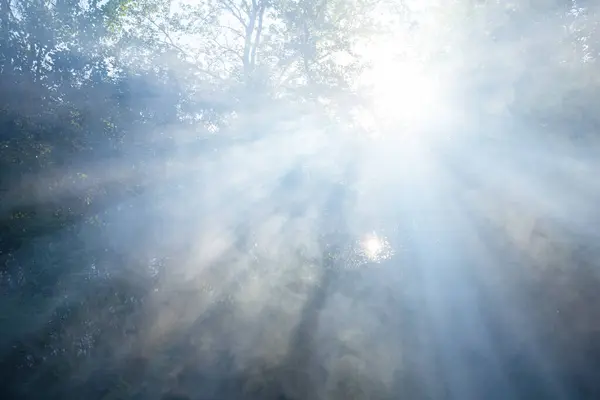 Green Forest Glade Light Sparkle Sun Natural Summer Background — Stock Photo, Image