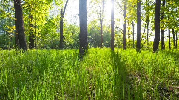 Green Forest Glade Long Shadows Light Sun Natural Outdoor Background — Photo