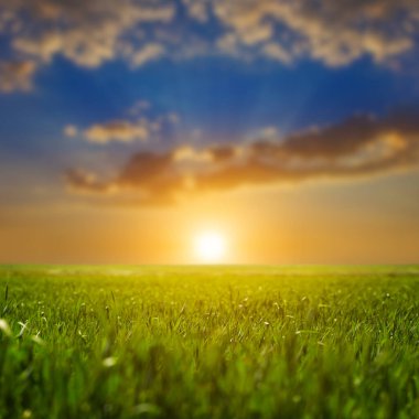 green farm field at the dramatic sunset, countryside agricultural background