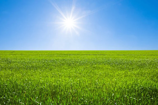 Зеленые Поля Фермы Ярким Солнцем Красивый Весенний Сельскохозяйственный Фон — стоковое фото