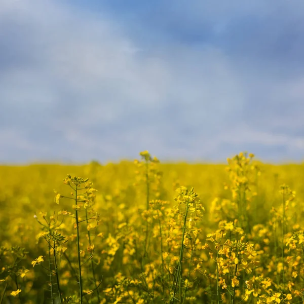 Nahaufnahme Gelbes Rapsfeld Hellen Frühlingstag Landwirtschaftlicher Hintergrund Ländliche Szene — Stockfoto