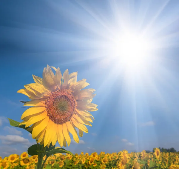 Golden Sunflower Field Light Sparkle Sun Farm Agricultural Background — Photo