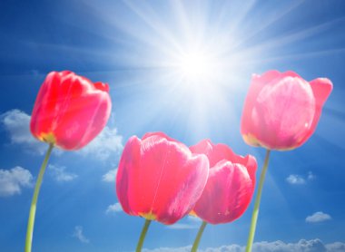 closeup heap of red tulip on blue cloudy sky with sparkle sun, natural concept spring background