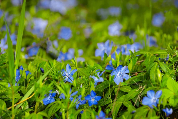 Closeup Blue Flowers Grass Summer Botanical Background — Zdjęcie stockowe