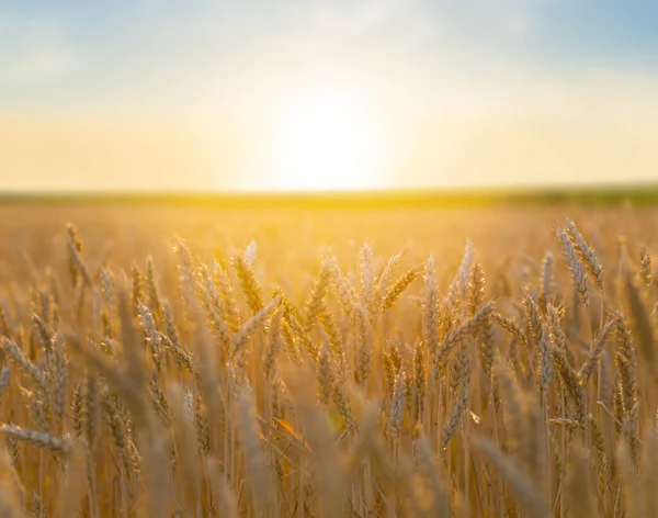 Closeup Summer Wheat Field Sunset Farm Agricultural Background — 图库照片
