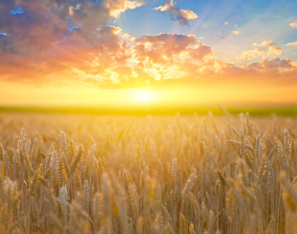 closeup summer wheat field at the sunset, farm agricultural background