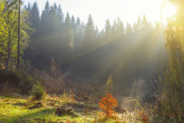 輝く太陽に照らされた緑の森 — ストック写真