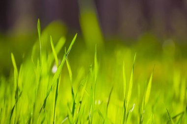 closeup green grass in forest, spring natural plant background