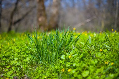 closeup green grass in forest, spring natural plant background