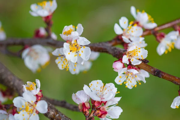 Gros Plan Branche Abricot Fleur Fond Campagne Printanier Méticuleux — Photo