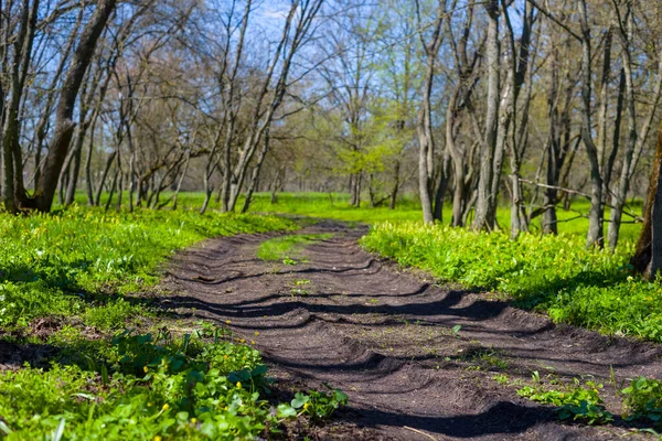 Camino Tierra Rural Través Del Bosque Verde Fondo Viaje Primavera — Foto de Stock