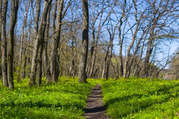 緑の森春の旅の背景にある田舎道 — ストック写真