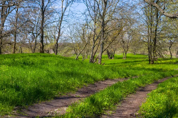 Landweg Door Het Groene Bos Voorjaarsreis Achtergrond — Stockfoto