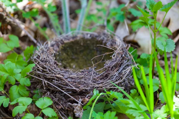 Closeup Bird Nest Lie Grass Natural Animal Scene — Stock Photo, Image