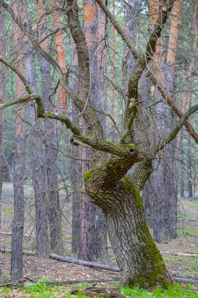 Alone Closeup Oak Tree Forest Natural Background — Foto de Stock