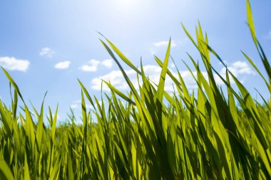 Işıl ışıl güneş ışığı altında yeşil çimenler, kırsal alan