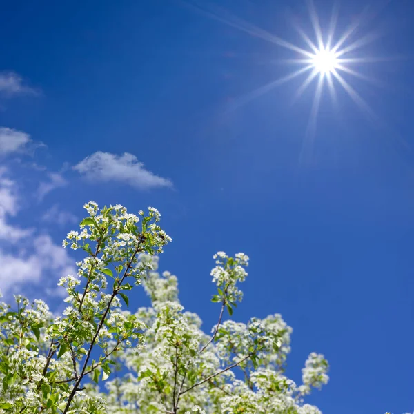 Detailní Třešeň Větev Květu Světle Jiskřícího Slunce Jarní Venkovské Pozadí — Stock fotografie
