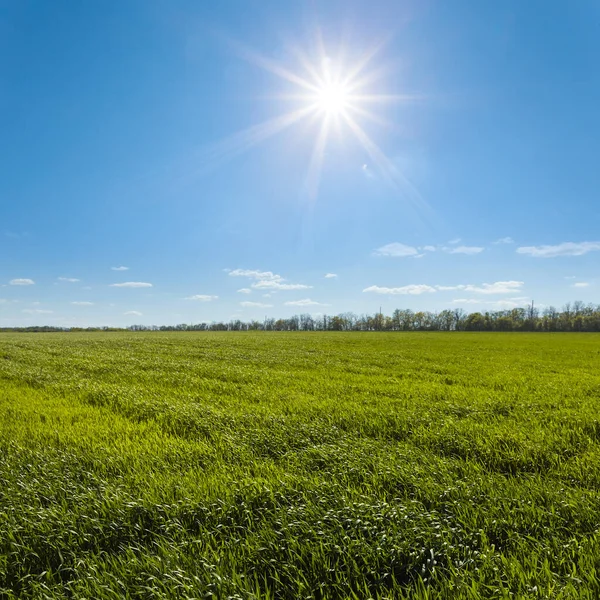 Πράσινο Αγροτικό Πεδίο Κάτω Από Ένα Λαμπερό Ήλιο Άνοιξη Ύπαιθρο — Φωτογραφία Αρχείου