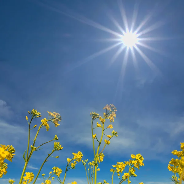 Крупним Планом Жовте Поле Зґвалтування Світлі Іскрового Сонця Сільськогосподарський Фон — стокове фото