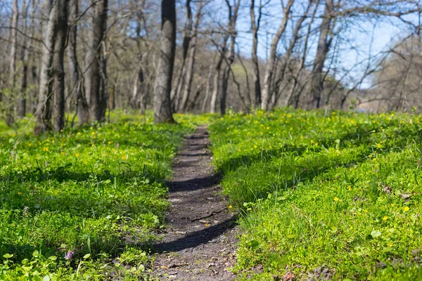 Landweg Door Het Groene Bos Voorjaarsreis Achtergrond — Stockfoto