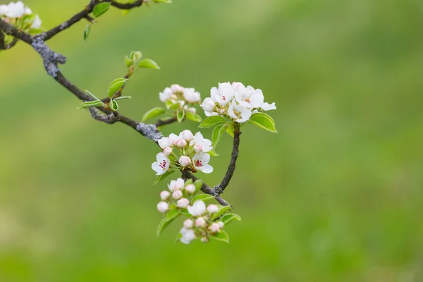 Närbild Aprikos Träd Gren Blom Mig Våren Landsbygden Bakgrund — Stockfoto