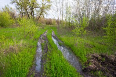 Ormanda kirli zemin yolu, bahar arka planı.
