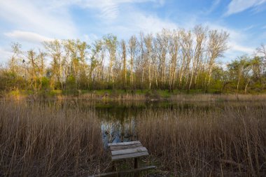 Akşamları ormanda küçük bir göl