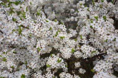 Çiçek açan kiraz ağacı dalına yakın bir yerde, bahar kırsal kesimde.
