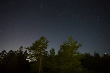 Gece yıldızlı gökyüzü çamlı orman siluetinin üzerinde, gece açık havada doğal arka plan