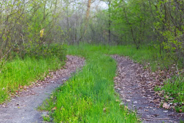 铺满绿草的穿过森林的小路 — 图库照片