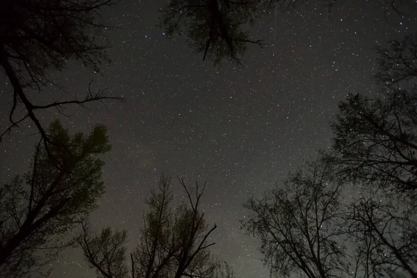 야행성인 밤하늘 실루엣 — 스톡 사진