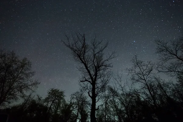 Notte Cielo Stellato Sopra Silhouette Foresta Notte All Aperto Sfondo — Foto Stock